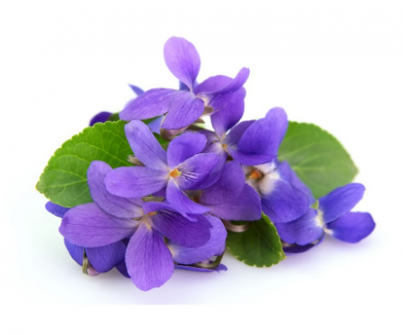《香氛市集》VISAKHA紫羅蘭純精油 20件一組