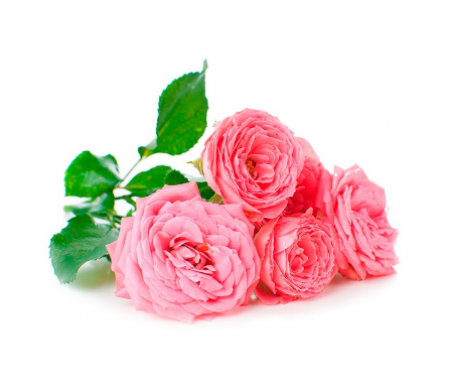 《香氛市集》VISAKHA摩洛哥玫瑰純精油 20件一組