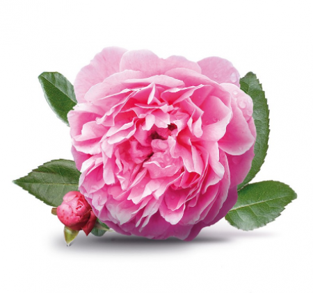 《香氛市集》VISAKHA大馬士革玫瑰純精油 20件一組