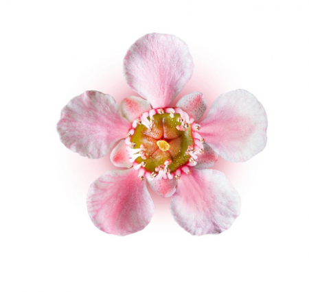 《香氛市集》VISAKHA松紅莓純精油20件一組
